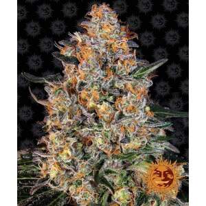 Barneys Farm Bubba Kush 3 pcs feminised