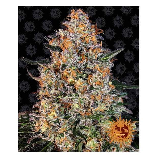Barneys Farm Bubba Kush 10 Stk feminisiert