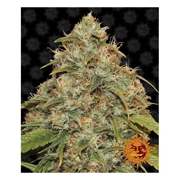 Barneys Farm CBD Lemon Potion Auto 10 Stk feminisiert