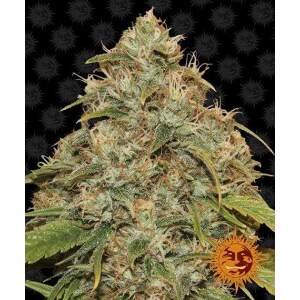 Barneys Farm CBD Lemon Potion Auto 10 Stk feminisiert