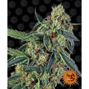 Barneys Farm Cookies Kush 3 Stk feminisiert