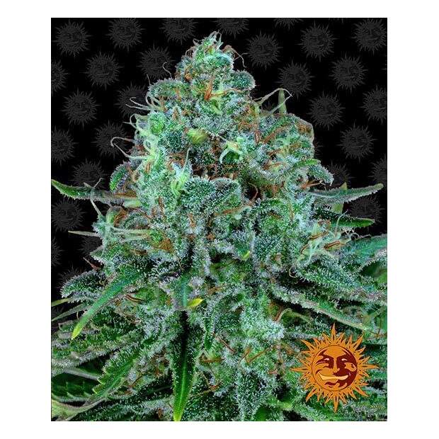 Barneys Farm Critical Kush 10 Stk feminisiert