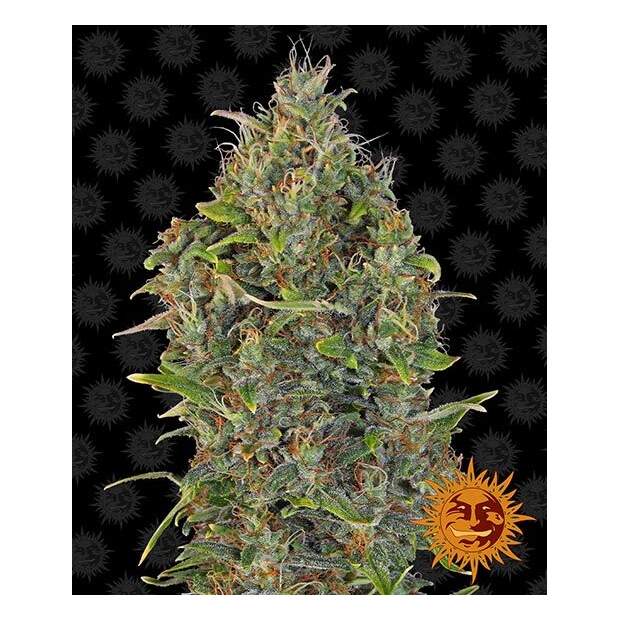 Barneys Farm Critical Kush Auto 3 pcs feminised