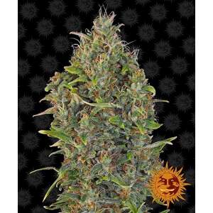 Barneys Farm Critical Kush Auto 5 Stk feminisiert