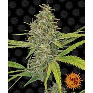 Barneys Farm G13 Haze 5 pcs feminised