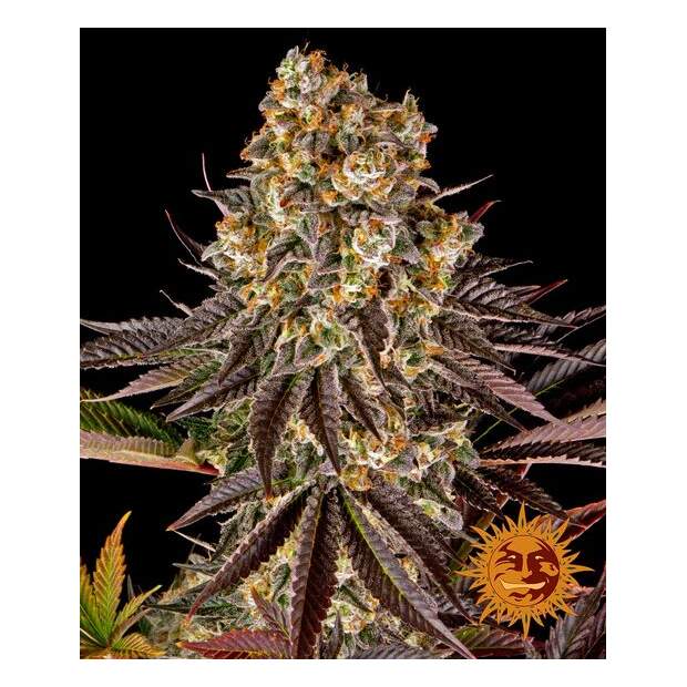 Barneys Farm Gelato #45 3 Stk feminisiert