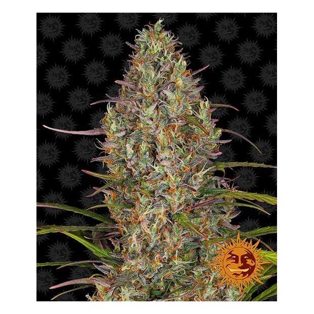Barneys Farm Glue Gelato Auto 5 Stk feminisiert
