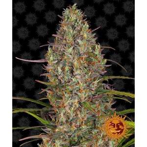 Barneys Farm Glue Gelato Auto 5 pcs feminised