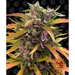 Barneys Farm Gorilla Glue Auto 3 Stk feminisiert