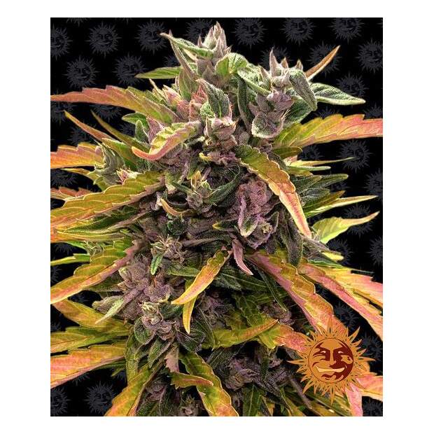 Barneys Farm Gorilla Glue Auto 10 pcs feminised
