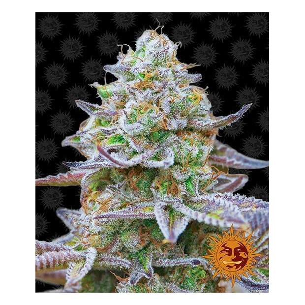 Barneys Farm Gorilla Zkittlez 3 Stk feminisiert