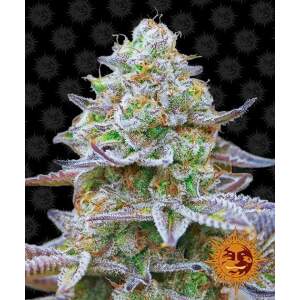 Barneys Farm Gorilla Zkittlez 10 pcs feminised