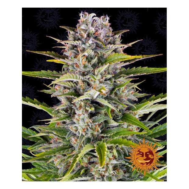 Barneys Farm Gorilla Zkittlez Auto 3 pcs feminised