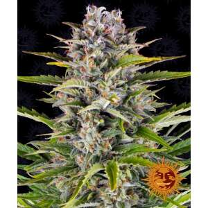 Barneys Farm Gorilla Zkittlez Auto 3 pcs feminised