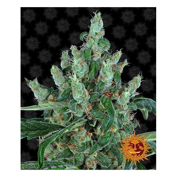 Barneys Farm Laughing Buddha 3 pcs feminised