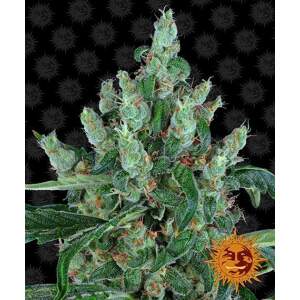 Barneys Farm Laughing Buddha 10 Stk feminisiert