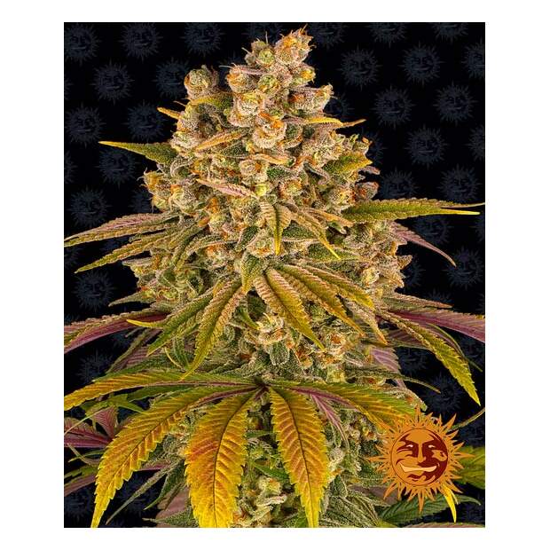 Barneys Farm Lemon Tree 5 Stk feminisiert