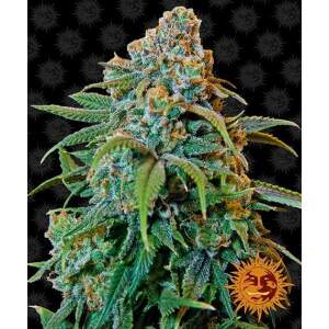 Barneys Farm Liberty Haze 10 pcs feminised