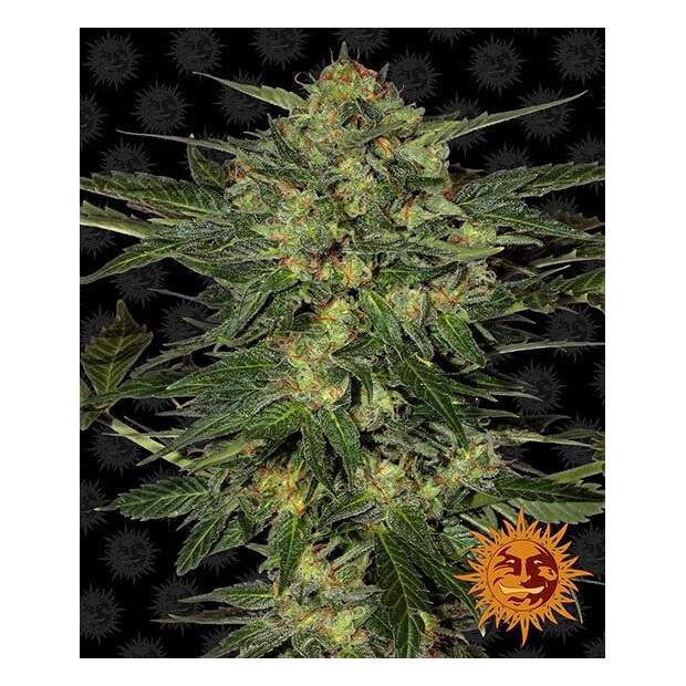 Barneys Farm LSD 3 Stk feminisiert