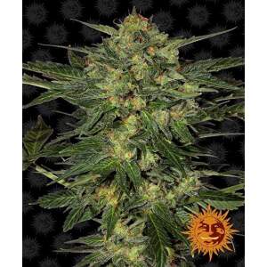 Barneys Farm LSD 5 pcs feminised
