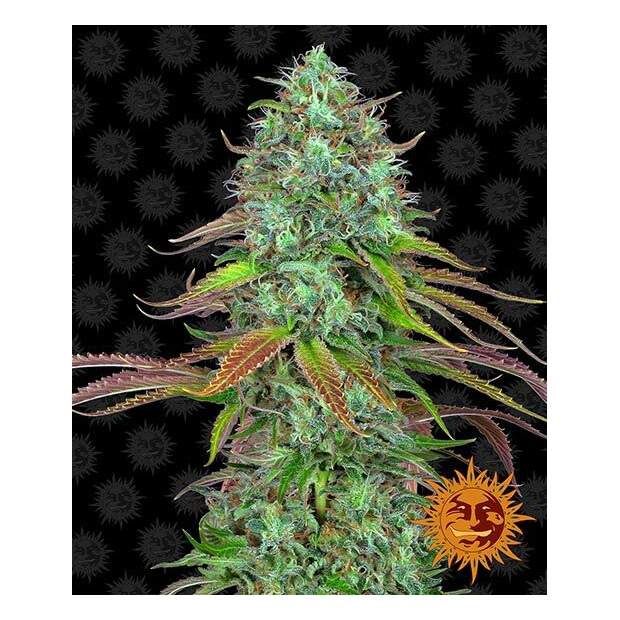 Barneys Farm LSD Auto 10 Stk feminisiert