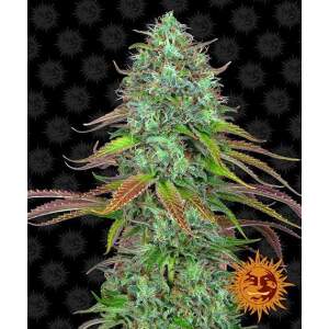 Barneys Farm LSD Auto 10 Stk feminisiert