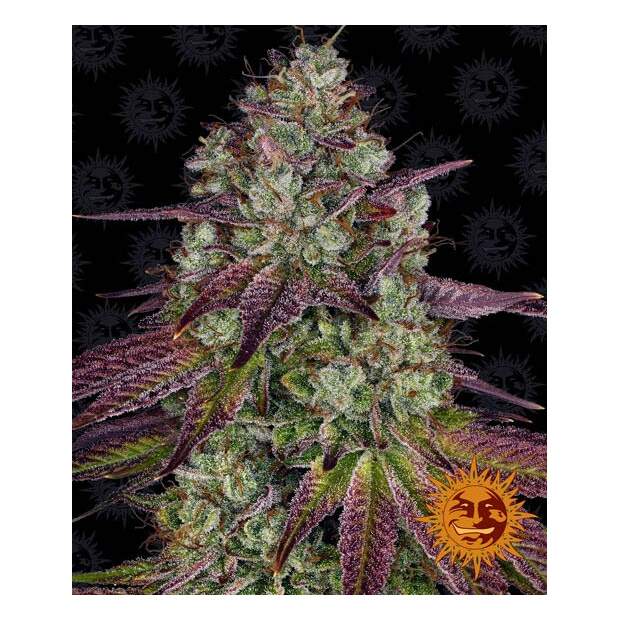 Barneys Farm Mimosa EVO 3 Stk feminisiert