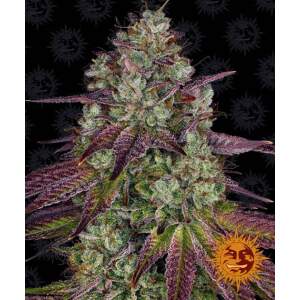 Barneys Farm Mimosa EVO 3 Stk feminisiert