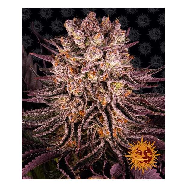 Barneys Farm Mimosa X Orange Punch 10 pcs feminised