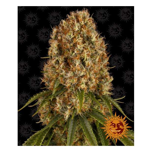 Barneys Farm Orange Sherbert 5 pcs feminised