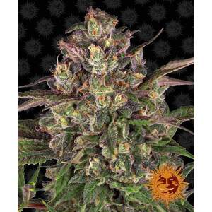 Barneys Farm Peyote Critical 5 Stk feminisiert