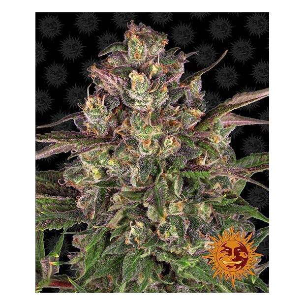 Barneys Farm Peyote Critical 10 Stk feminisiert