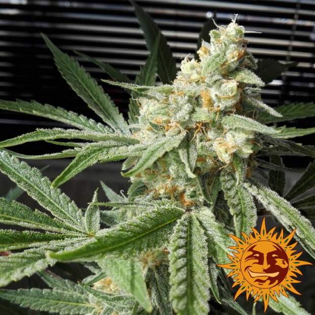 Barneys Farm Pineapple Chunk 5 Stk feminisiert