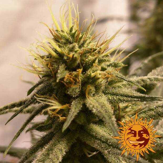 Barneys Farm Pineapple Chunk 5 Stk feminisiert