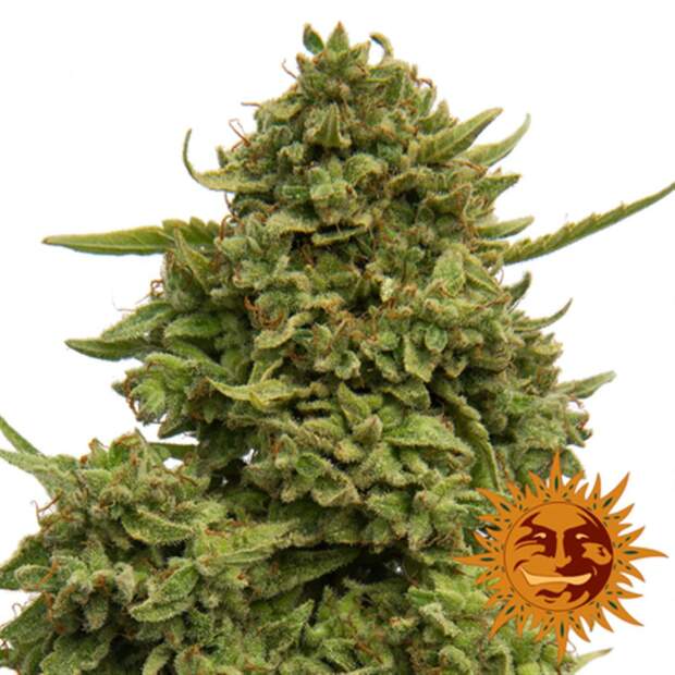 Barneys Farm Pineapple Chunk 5 Stk feminisiert
