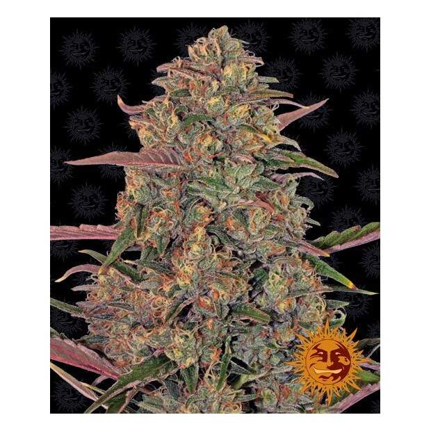 Barneys Farm Pineapple Chunk 5 Stk feminisiert