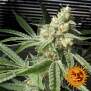 Barneys Farm Pineapple Chunk 5 Stk feminisiert