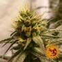 Barneys Farm Pineapple Chunk 5 Stk feminisiert