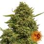 Barneys Farm Pineapple Chunk 5 Stk feminisiert