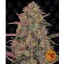 Barneys Farm Pineapple Chunk 10 pcs feminised