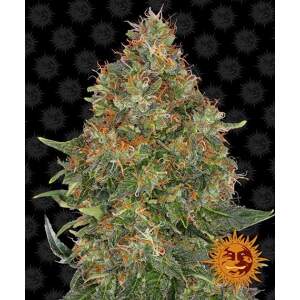 Barneys Farm Pineapple Express Auto 5 Stk feminisiert
