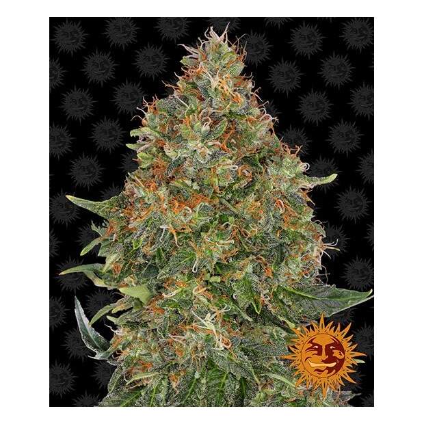 Barneys Farm Pineapple Express Auto 10 pcs feminised