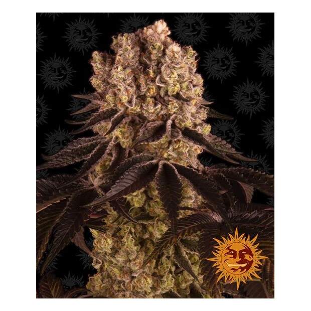 Barneys Farm Purple Punch 3 pcs feminised