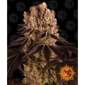 Barneys Farm Purple Punch 5 Stk feminisiert
