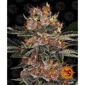Barneys Farm Purple Punch Auto 5 pcs feminised