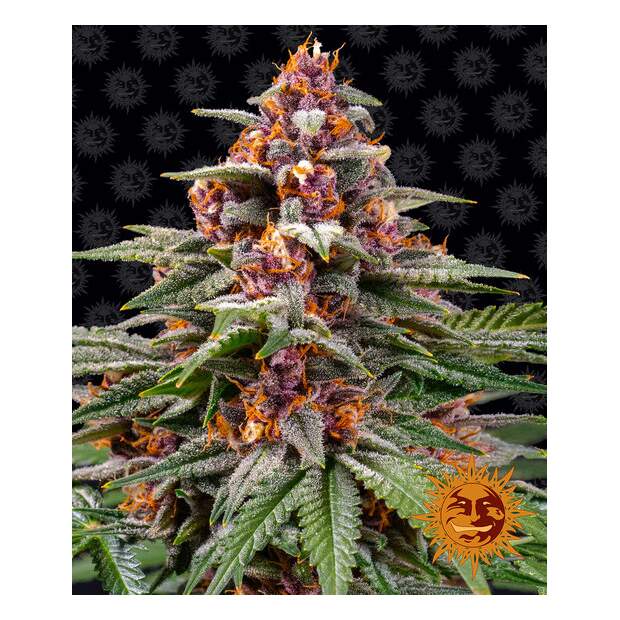 Barneys Farm Runtz Auto 5 Stk feminisiert