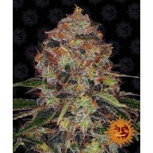 Barneys Farm Shiskaberry 3 pcs feminised