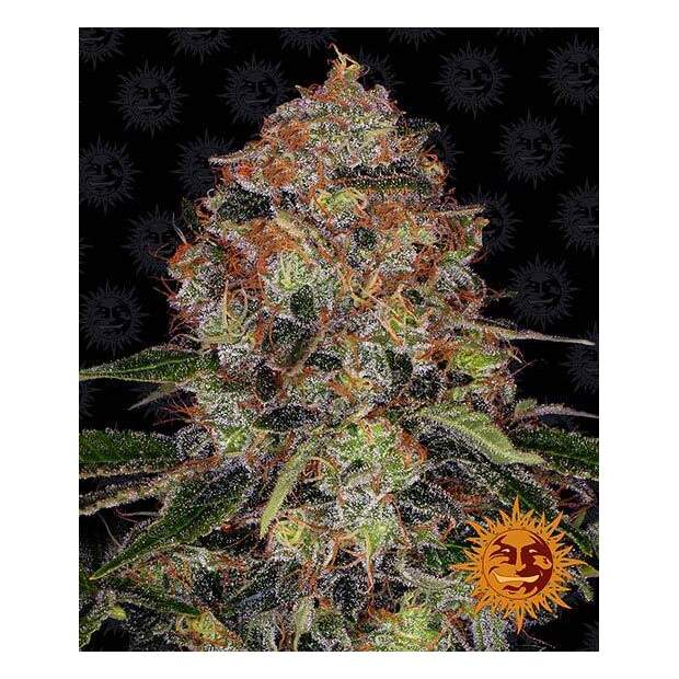Barneys Farm Shiskaberry 5 pcs feminised