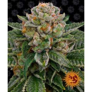 Barneys Farm Skywalker OG Auto 5 pcs feminised