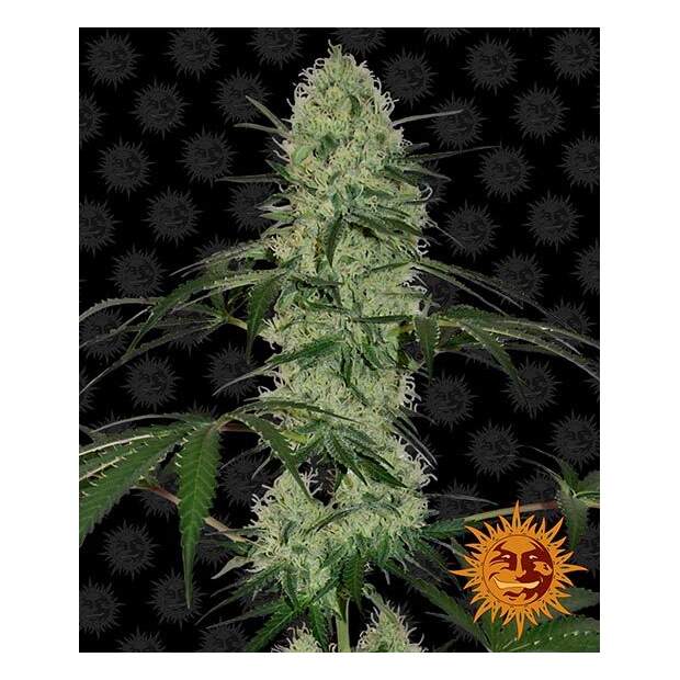 Barneys Farm Tangerine Dream Auto 5 Stk feminisiert